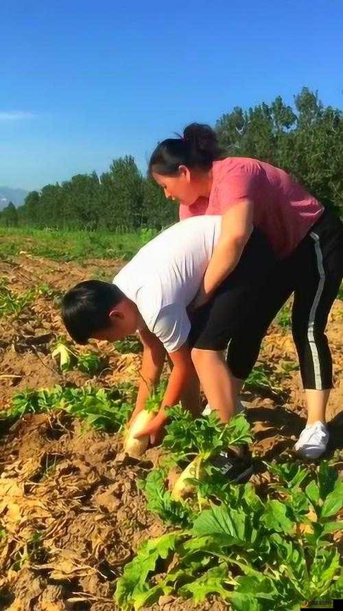 拔萝卜全程不盖被子拔萝卜：趣味农事活动的别样体验